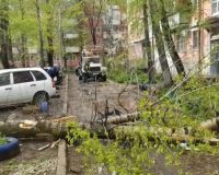 погиб под деревом