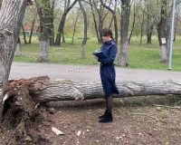 дерево убило девочку