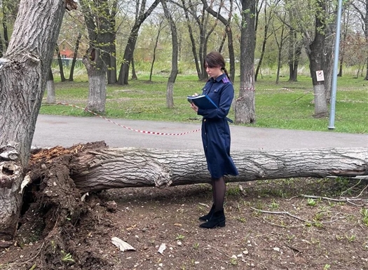 дерево убило девочку