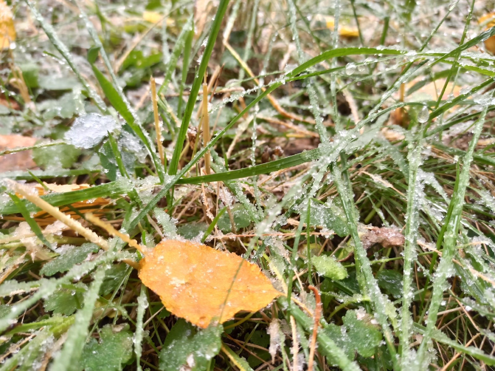 Ночные заморозки ожидаются в Ивановской области