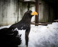 Ивановский зоопарк с 15 апреля переходит на летний график