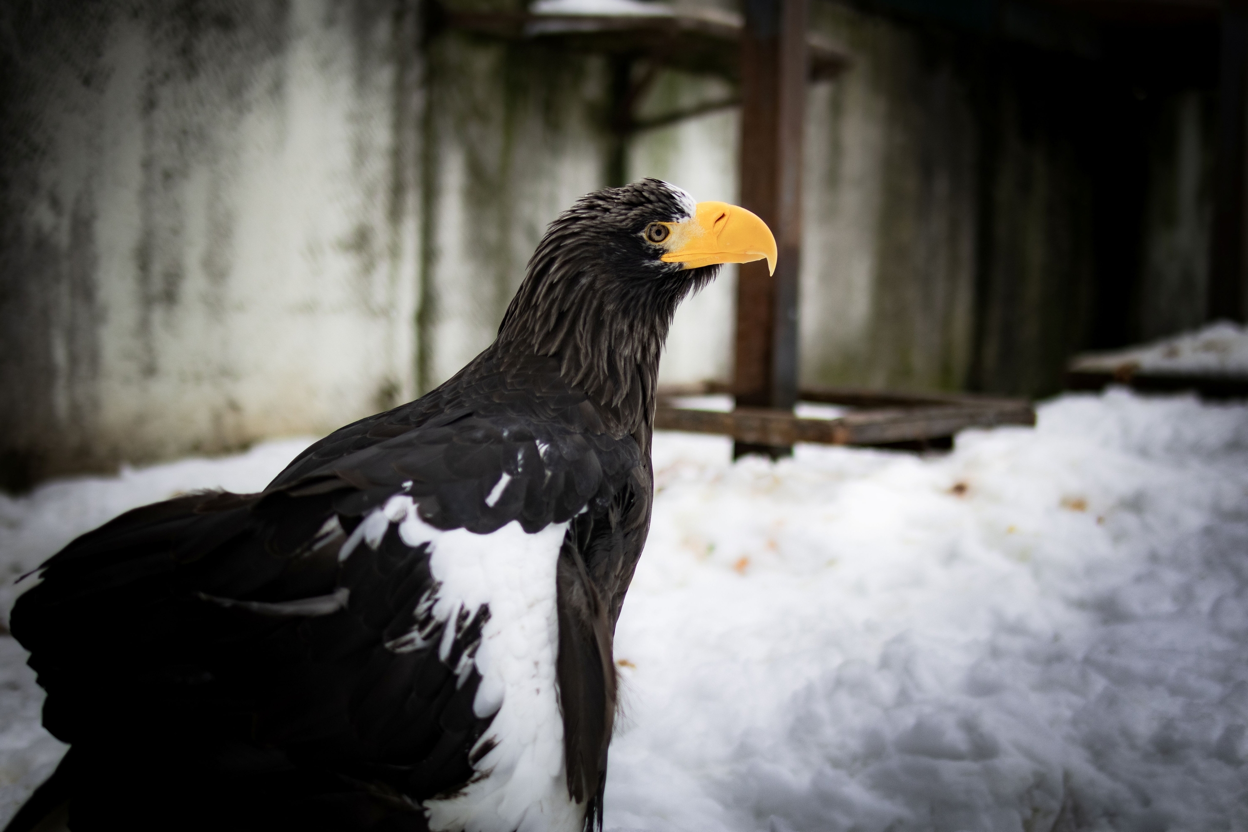 Ивановский зоопарк с 15 апреля переходит на летний график