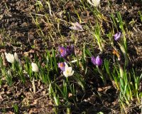 До +11 градусов и гололедица ожидаются в Ивановской области 11 апреля