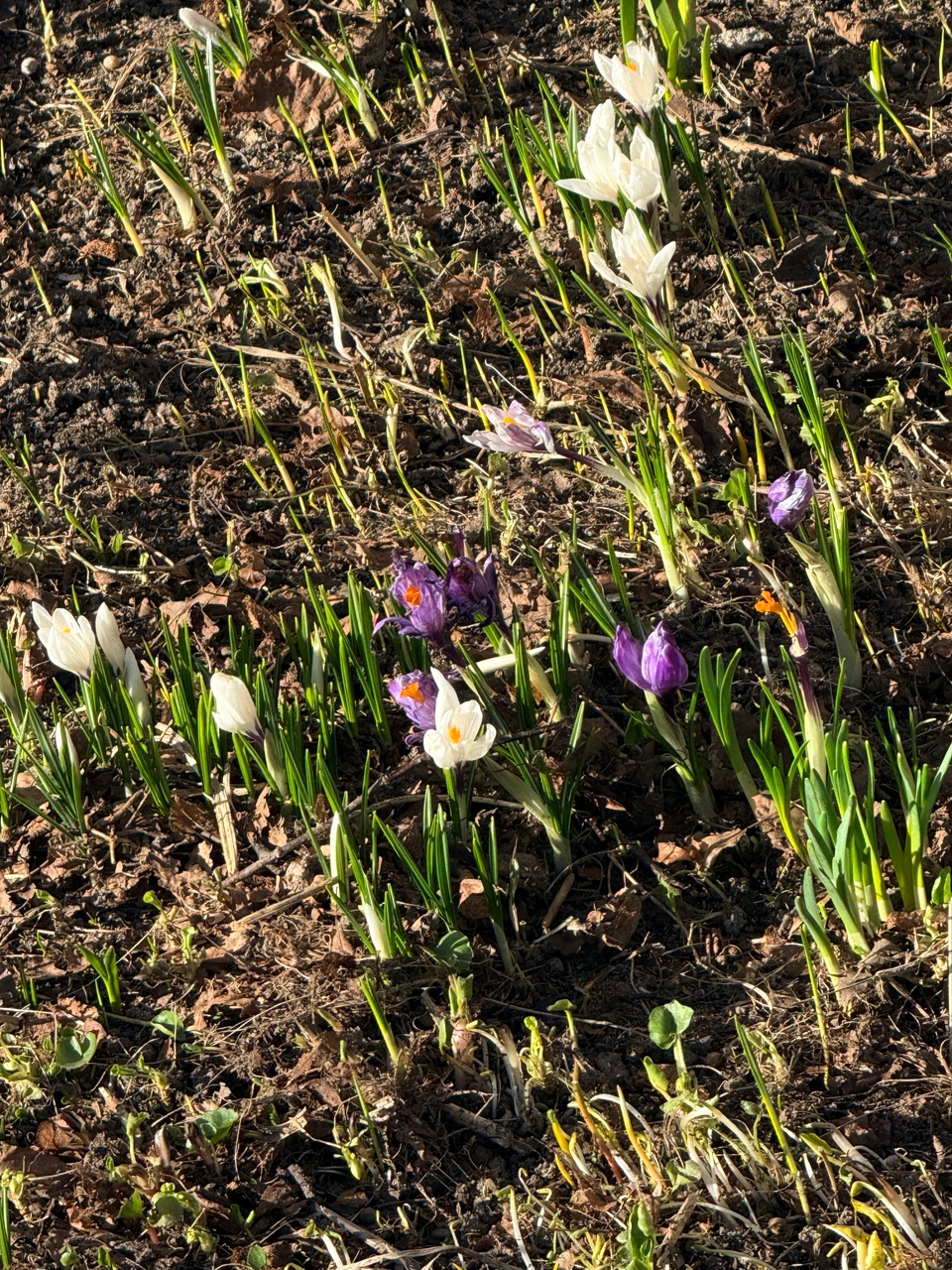 До +11 градусов и гололедица ожидаются в Ивановской области 11 апреля