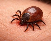 В Новгородской области суд взыскал с больницы компенсацию морального вреда за укус клеща