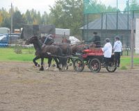 Лошади