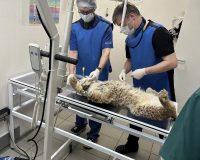 Спасённая рысь из Пестяков умерла во время операции в столице