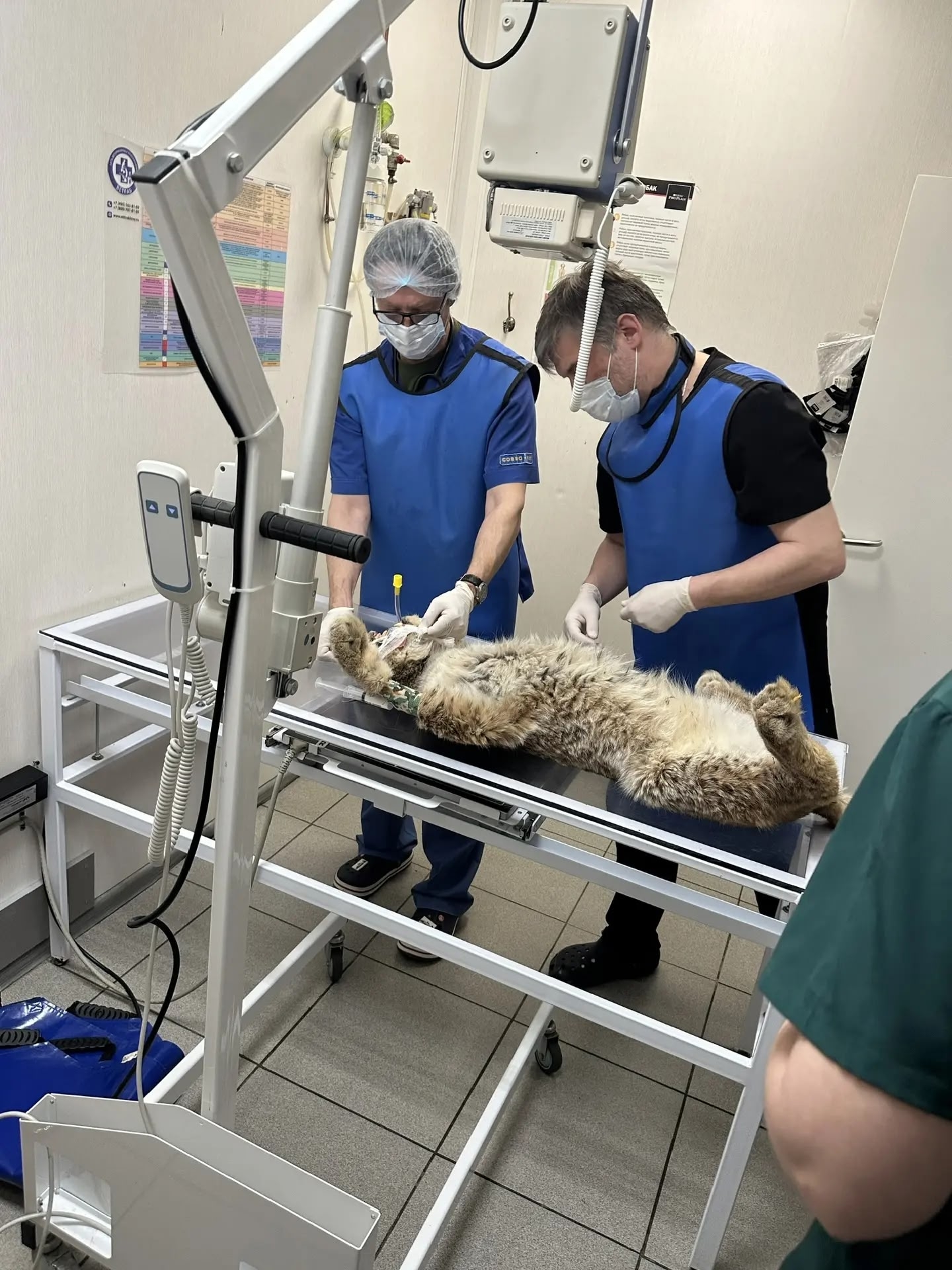 Спасённая рысь из Пестяков умерла во время операции в столице