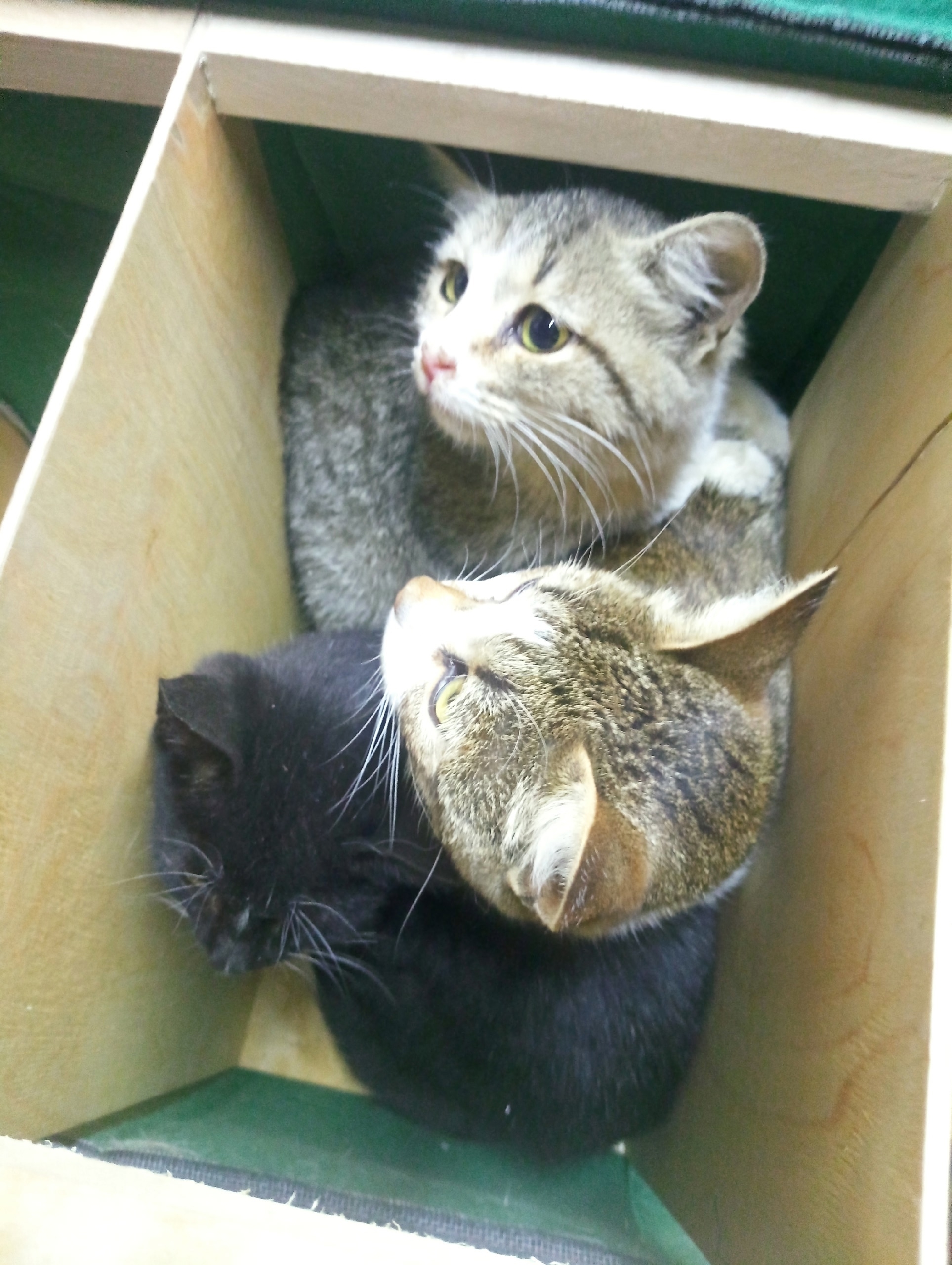 В Иванове у ворот «Майского дня» оставили 15 кошек