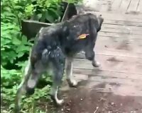 За убийство бездомного пса арбалетчику из Новгородской области вынесен приговор