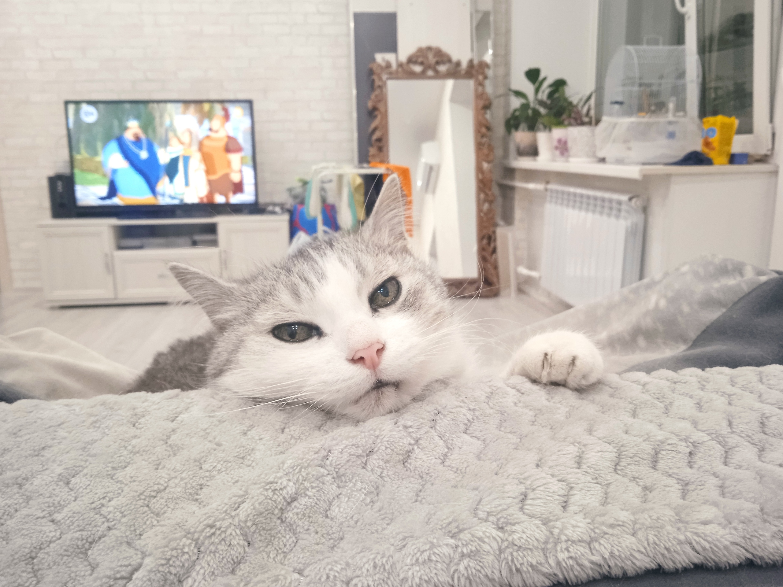 В Пензе домашний кот стал причиной драки и скандала отца и сына