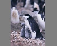 25 апреля - Всемирный день пингвинов: необычные факты о милых птицах