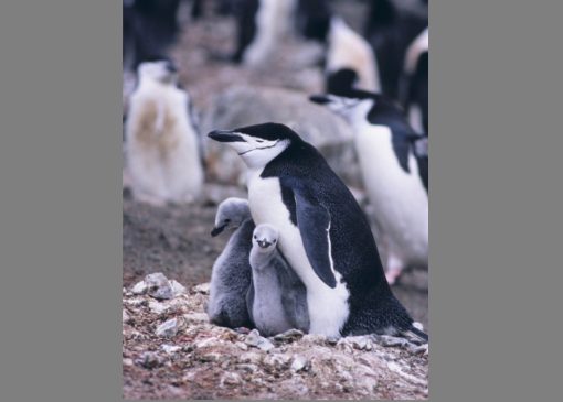 25 апреля - Всемирный день пингвинов: необычные факты о милых птицах