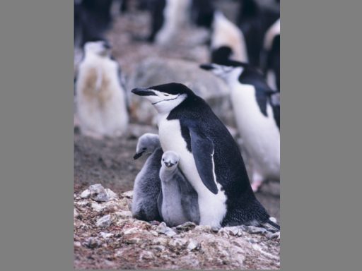 25 апреля - Всемирный день пингвинов: необычные факты о милых птицах