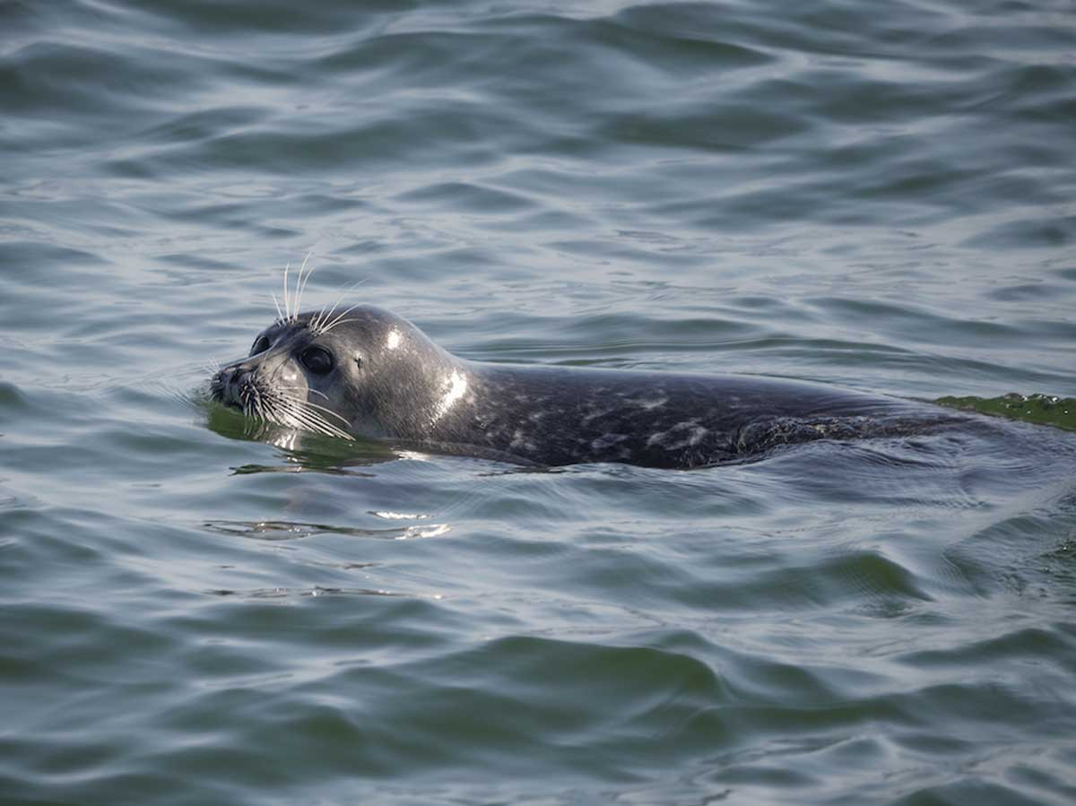 «Сибирское здоровье» участвует в обсуждении защиты нерпы