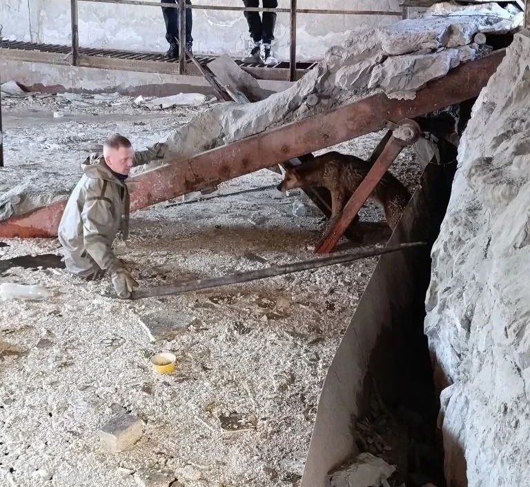 В Иванове спасатели вызволили собаку из заброшенного здания