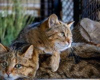 В ивановском зоопарке поселились европейские лесные коты