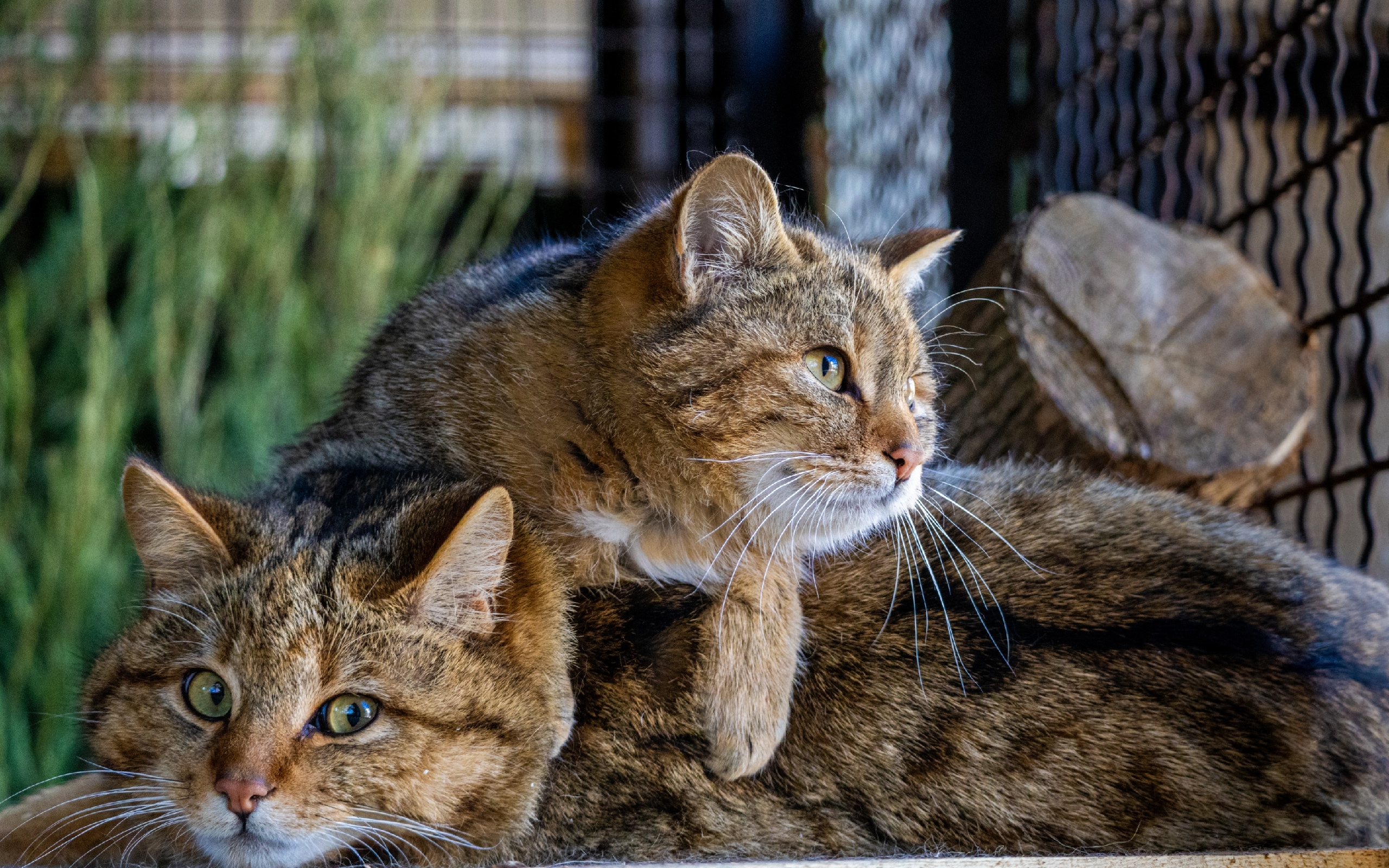 В ивановском зоопарке поселились европейские лесные коты