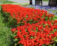 В Иванове высадят цветы на 58 клумбах и деревья на набережной