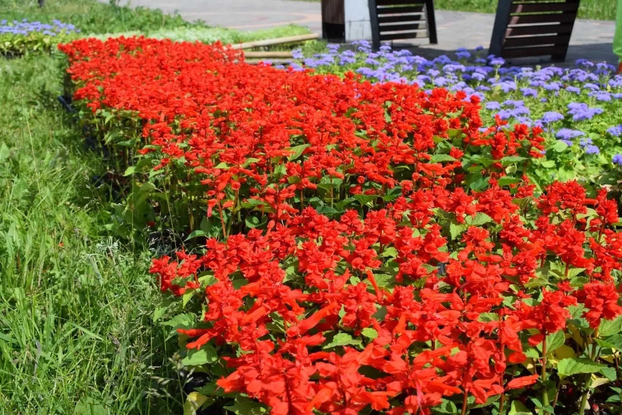 В Иванове высадят цветы на 58 клумбах и деревья на набережной