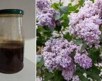 Настойкой сирени намажу колени: как приготовить волшебную растирку