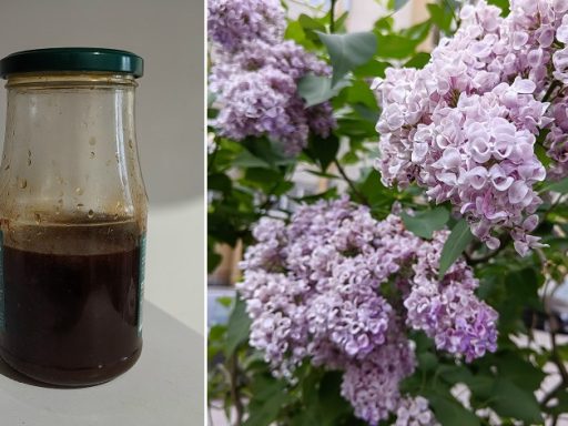 Настойкой сирени намажу колени: как приготовить волшебную растирку