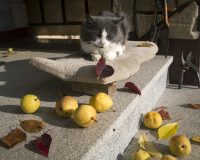 Дача, кошка, фрукты