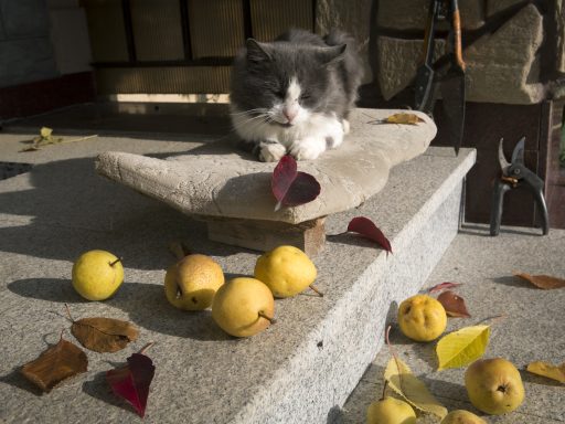 Дача, кошка, фрукты