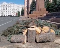 большая ель упала в центре