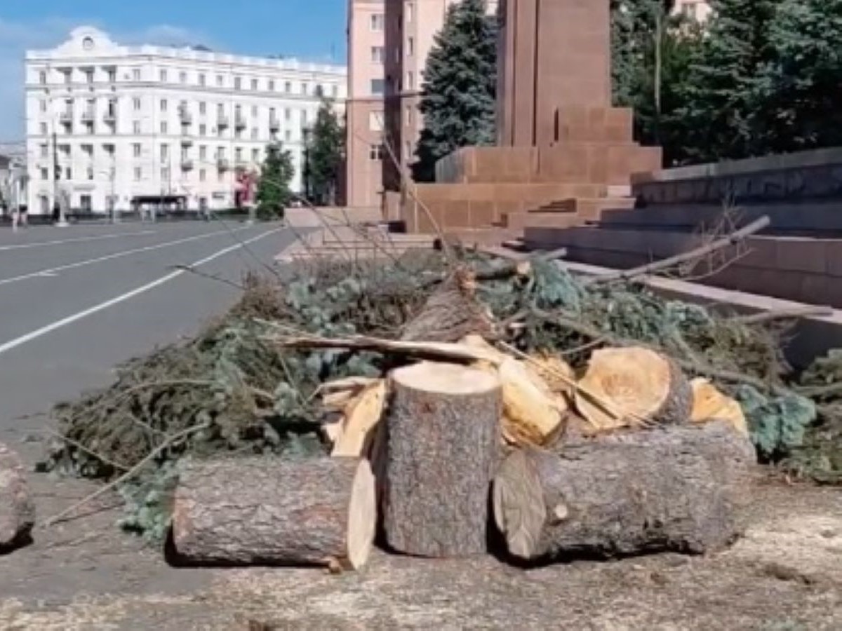 большая ель упала в центре