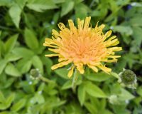 Золотое варенье: секреты приготовления лакомства из одуванчиков
