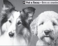 У Коли появилась колли, и не только...