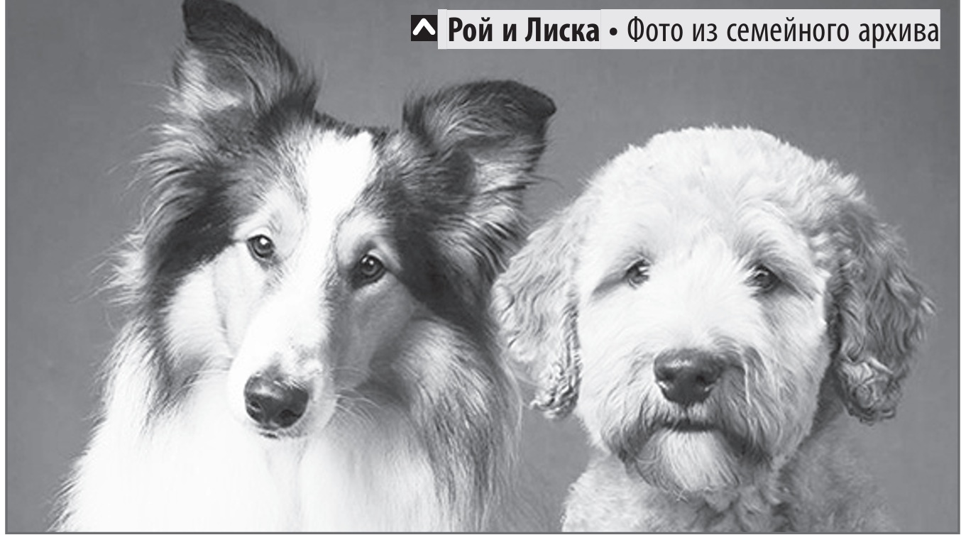 У Коли появилась колли, и не только...
