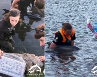 В Севастополе четвертые сутки люди стоят по пояс в воде, спасая семью дельфинов