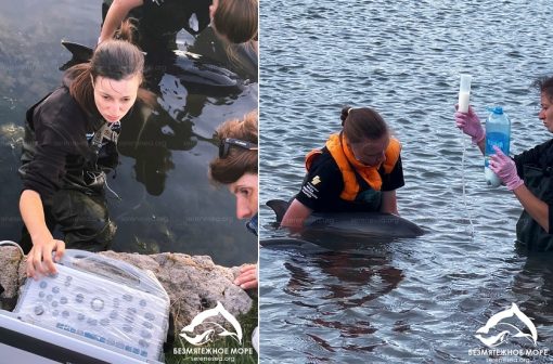 В Севастополе четвертые сутки люди стоят по пояс в воде, спасая семью дельфинов