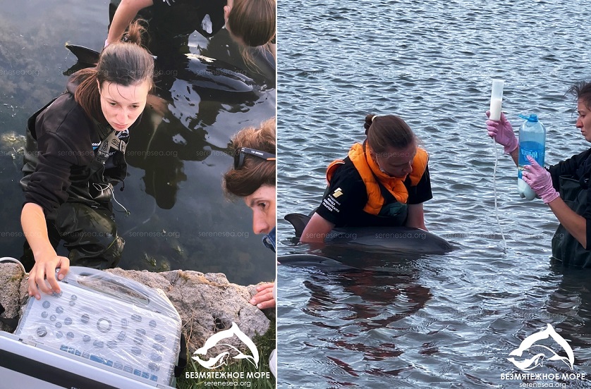 В Севастополе четвертые сутки люди стоят по пояс в воде, спасая семью дельфинов