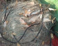 В Пензенской области поймали с сетями и уловом двух рыбаков-браконьеров