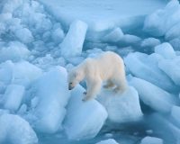 Новосибирский зоопарк показал милые кадры с белым медвежонком Умкой