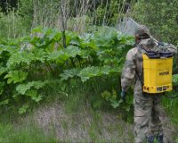 В Иванове началась обработка борщевика: уничтожат почти 300 тысяч квадратов