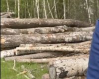 За смерть лесоруба в Новгородской области вынесен приговор гендиректору компании, в которой тот работал