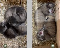 В Ленинградском зоопарке в паре манулов Шу и Пепе родились котята