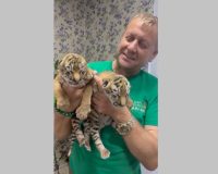 крымском сафари-парке «Тайган» родилась пара милейших рыжих тигрят