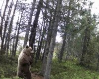 В Заполярье медведь-монтер поправил видеокамеру и попозировал перед ней
