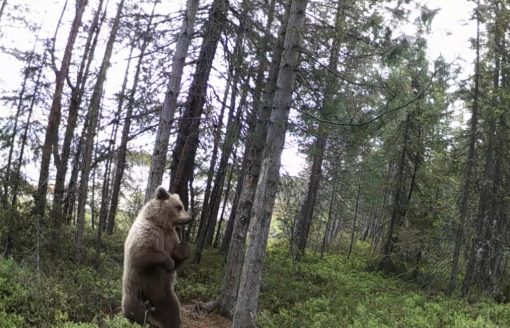 В Заполярье медведь-монтер поправил видеокамеру и попозировал перед ней