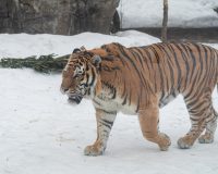 В Москву из Владивостока самолетом доставили двух раненых амурских тигриц