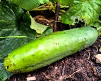 Перезрелые огурцы на вес золота: два супервкусных рецепта из них