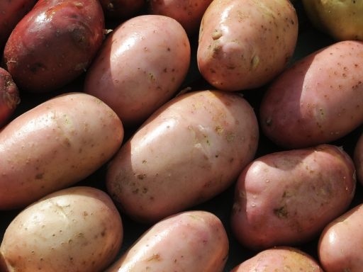 хранение картофеля зимой