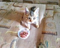 Пришли на выручку малышу!