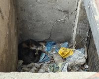 В Иванове из бетонной ловушки спасли щенка енотовидной собаки