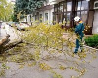 В Великом Новгороде рухнувшее дерево сломало женщине ключицу